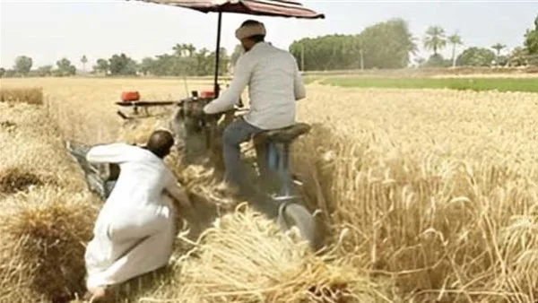 65 ألف فدان قمح بالوادي الجديد وتوريد 46 ألف طن