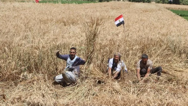 استلام 8431 طن من القمح المحلي في سوهاج