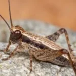 حشرات على المريخ: جدل علمي متجدد