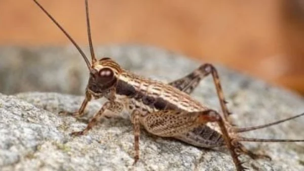 حشرات على المريخ: جدل علمي متجدد