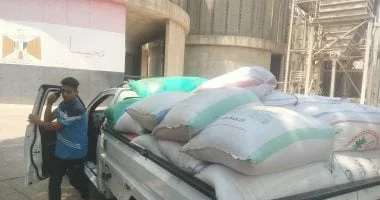 مراحل تخزين القمح في صومعة شبين الكوم