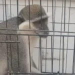 إيداع نسناس الزنكلون بحديقة الحيوان بالزقازيق