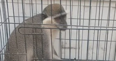 إيداع نسناس الزنكلون بحديقة الحيوان بالزقازيق