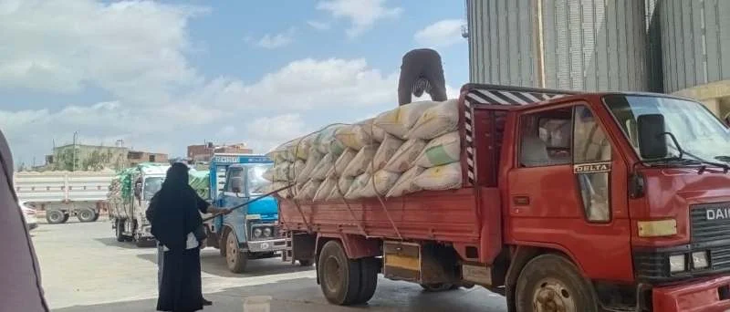 ارتفاع توريد القمح المحلي بكفر الشيخ إلى 890 طناً