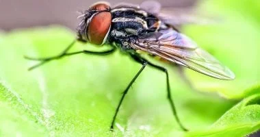 حلول طبيعية للتخلص من الذباب في المنازل