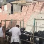 تحصين 176 ألف رأس ماشية ضد الأمراض في الدقهلية