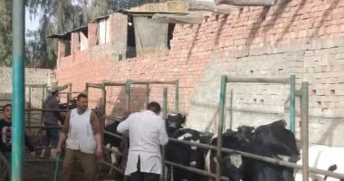 تحصين 176 ألف رأس ماشية ضد الأمراض في الدقهلية