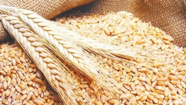 توريد 3560 طن قمح بأسيوط حتى الآن