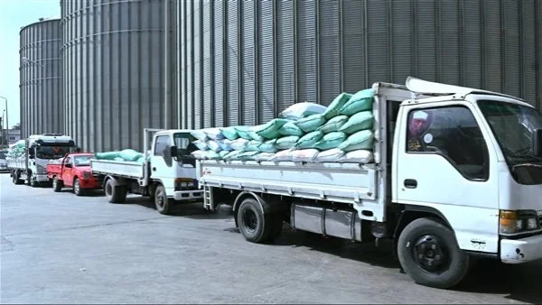 توريد 1748 طن قمح في البحيرة حتى اليوم