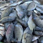 أسعار الأسماك في الوادي الجديد اليوم