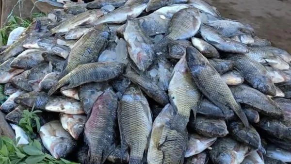 أسعار الأسماك في الوادي الجديد اليوم