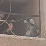 تفاصيل هروب قرد في مدينة السادات بالمنوفية