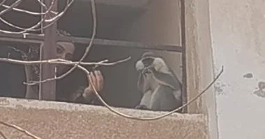 تفاصيل هروب قرد في مدينة السادات بالمنوفية