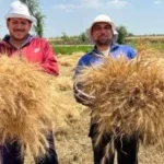 حصاد القمح بالقليوبية وتوريد 335 طنا للصوامع