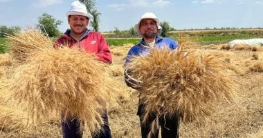 حصاد القمح بالقليوبية وتوريد 335 طنا للصوامع