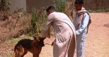 تطعيم 1234 كلبًا ضالًا ضد السعار في أسوان