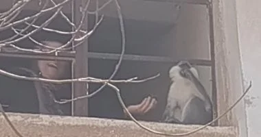 تطورات جديدة في مطاردة القرد الهارب بمدينة السادات