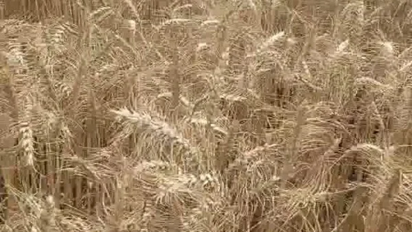 حصاد 2215 فدان من القمح بالقليوبية وتوريد 335 طناً