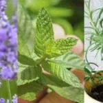 نباتات طاردة للذباب والناموس لزراعتها في البلكونة