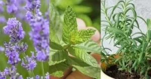 نباتات طاردة للذباب والناموس لزراعتها في البلكونة