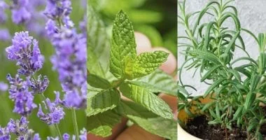 نباتات طاردة للذباب والناموس لزراعتها في البلكونة