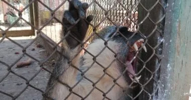 إجراءات رعاية نسناس الزنكلون بالشرقية