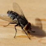 أسباب انتشار الذباب المفاجئ في مصر
