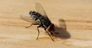 أسباب انتشار الذباب المفاجئ في مصر