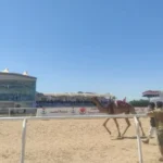 ختام بطولة سباق الهجن الدولي بشرم الشيخ