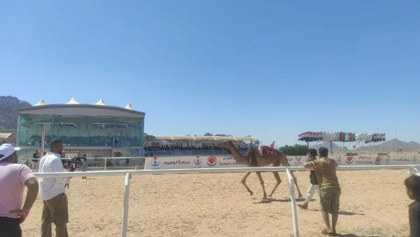 ختام بطولة سباق الهجن الدولي بشرم الشيخ