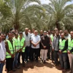 إطلاق طفيل الترايكوجراما لمكافحة آفات النخيل في الوادي الجديد