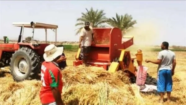 حصاد 74 ألف فدان قمح في الوادي الجديد
