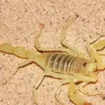 إصابة فتاة وصبي بلدغات عقارب سامة بالفرافرة