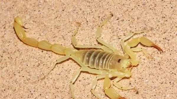 إصابة فتاة وصبي بلدغات عقارب سامة بالفرافرة