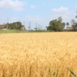 ارتفاع كميات القمح الموردة بكفر الشيخ إلى 1120 طنًا