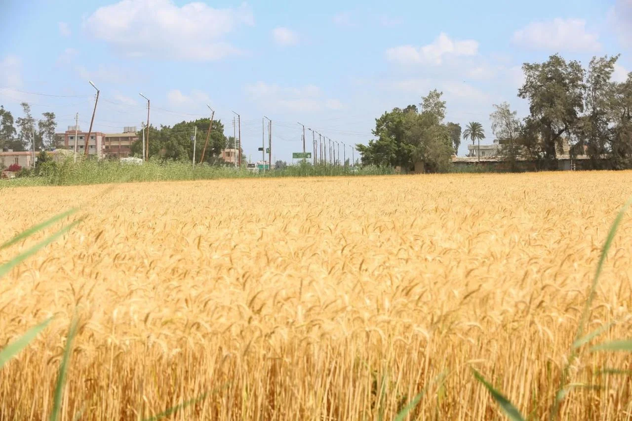 ارتفاع كميات القمح الموردة بكفر الشيخ إلى 1120 طنًا