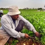 تحرك برلماني بسبب ارتفاع تكاليف الإنتاج الزراعي