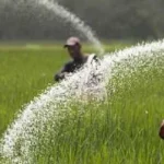 قرار وزارة الري حول زراعة الأرز عام 2026