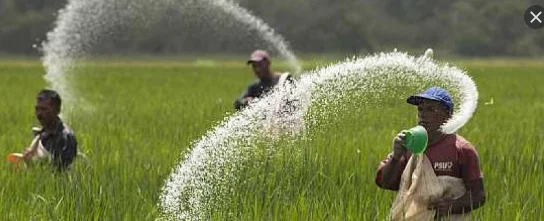 قرار وزارة الري حول زراعة الأرز عام 2026