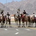 سباقات الهجن في جنوب سيناء تعزز التراث البدوي
