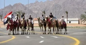 سباقات الهجن في جنوب سيناء تعزز التراث البدوي