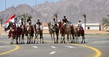 سباقات الهجن في جنوب سيناء تعزز التراث البدوي