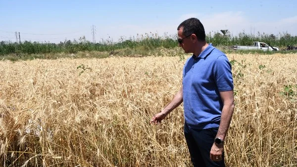 بدء موسم حصاد القمح 2026 في دار السلام بأسوان