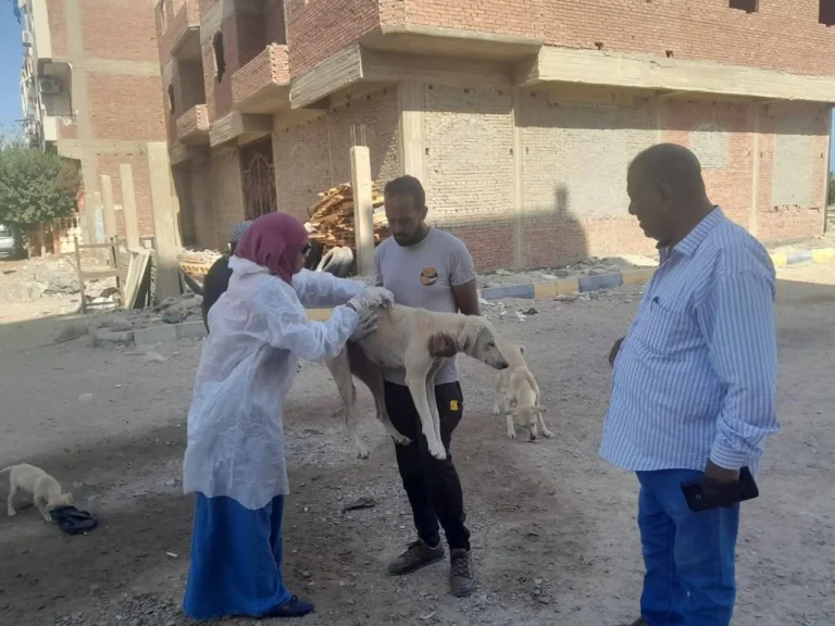 تحصين 44 كلبًا حرًا ضد السعار في الأقصر
