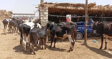 أفضل توقيت لشراء الأضاحي في أسوان