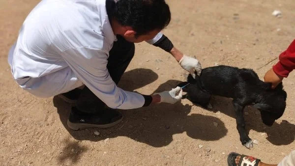 تحصين 33 كلبًا في بني سويف للوقاية من السعار