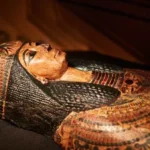 اكتشاف أثري نادر في البهنسا