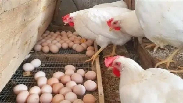 انخفاض أسعار البيض يحظى باهتمام المستهلكين