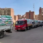 استمرار توريد القمح في القليوبية: 13 ألفاً و671 طناً