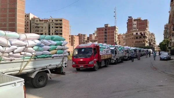 استمرار توريد القمح في القليوبية: 13 ألفاً و671 طناً